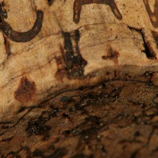 Cava Cork Close-Up