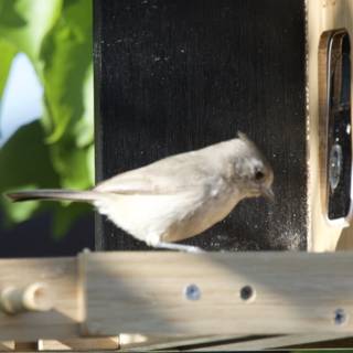 Feathered Visitor at the Feeder