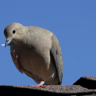 Mourning Dove Portrait Against Clear Blue Sky