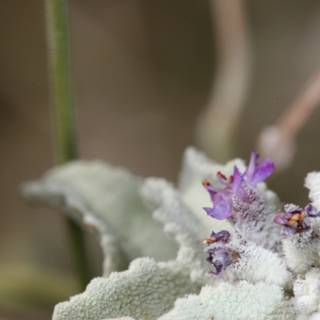 Purple Geranium in Winter