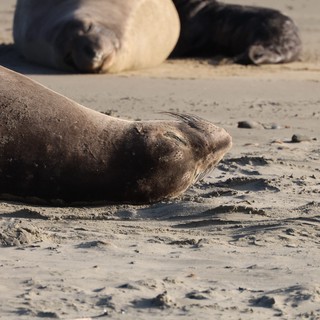 Elephant Seal Resting on Sandy Beach at Drakes Beach