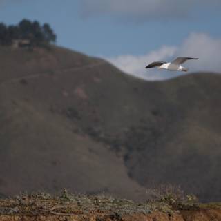 Seagull Soaring Above the Mountains