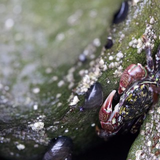 Painted Shore Crab Clinging to Mossy Tidal Rock