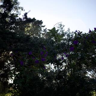 Purple Blooms Under the Californian Sky