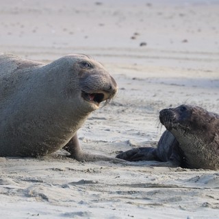 Elephant Seal Mother and Pup Interaction at Drakes Beach