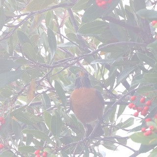 American Robin Foraging Among Red Winter Berries