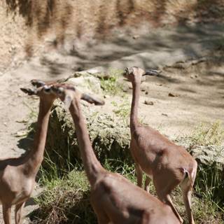 Graceful Gazelles in the Wild