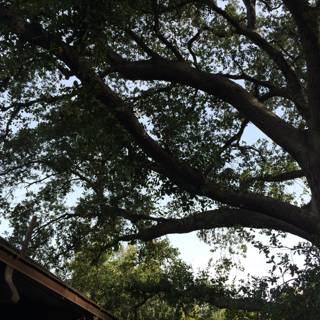 Majestic Oak Tree with a Rooftop View