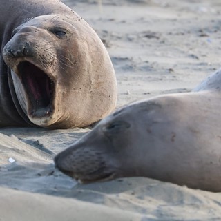 Elephant Seal Displaying Aggressive Vocalization on Beach