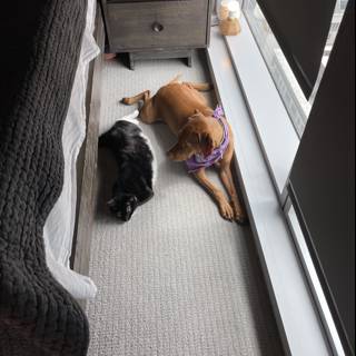 Furry Friends Relaxing by the Window