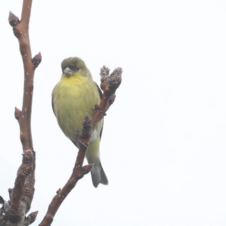 American Goldfinch Perched on Winter Branch in Snow
