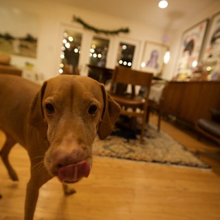 Curious Vizsla Dog Close-Up in Cozy Home