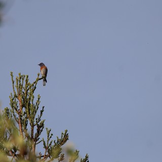 natural habitat, forest or woodland edge