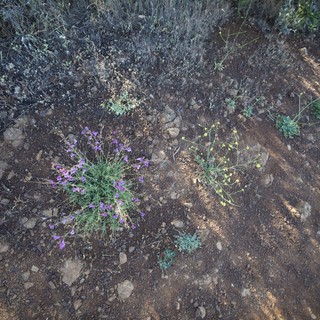 Desert Wildflowers Blooming on Arid Rocky Trail