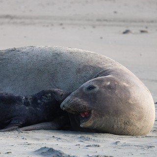 Elephant Seal Resting on Drakes Beach Shore