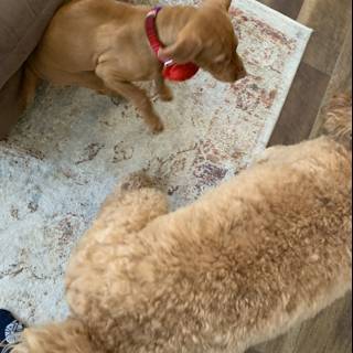 Poodle and Bulldog Playing on Living Room Rug