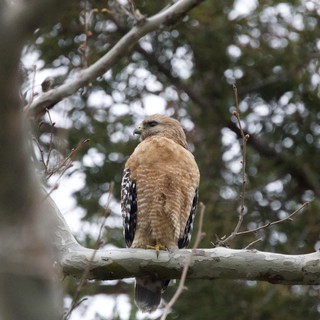Red-shouldered Hawk Perched on Winter Branch
