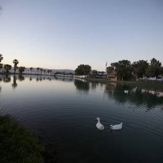 Sunset Swans on the Lake