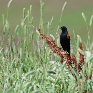 Red-winged Blackbird Perched Among Wild Grasses and Seed Heads