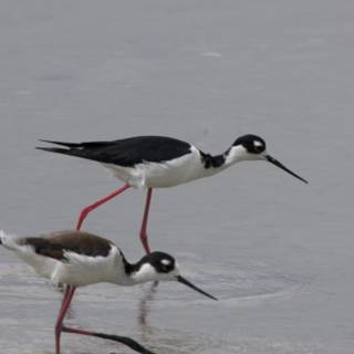 Graceful Waders of San Pablo Bay