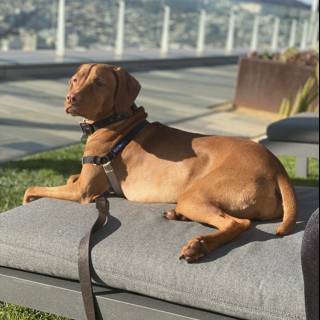 Lounging Pup on a Sunny San Francisco Day