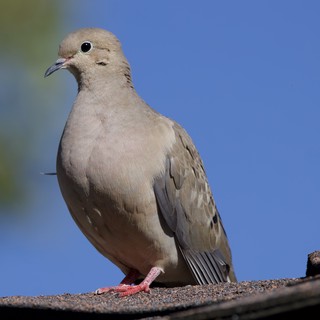 Mourning Dove Portrait on Roof Edge Against Blue Sky