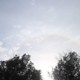 A Rainbow over the Trees