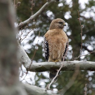 Unknown woodland area in North America