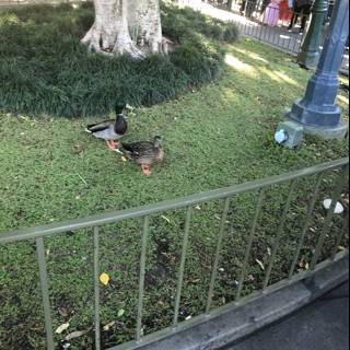 Quacking Around in the Park