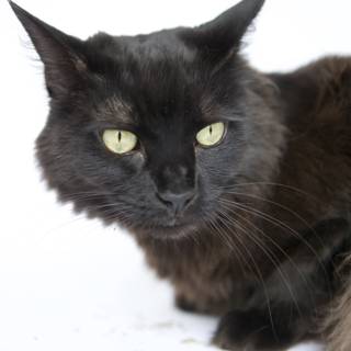 Sleek and Mysterious: A Green-Eyed Black Cat on White
