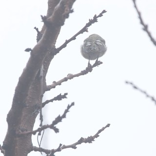 Puffed-Up Bird Braving Cold Weather on Bare Branch