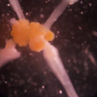Mesmerizing Jellyfish Tentacles