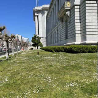 White Flowers in Front of San Francisco City Hall