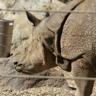 Rhino Hydration at the SF Zoo