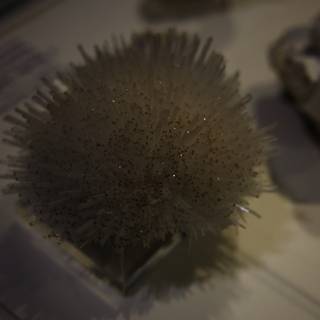 Enigmatic White Coral Exhibit