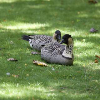 Tranquility at the Honolulu Zoo: Geese in Repose