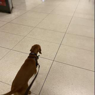 Canine on a Cord: A Dog's Journey through San Francisco Airport