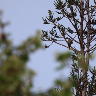 Small Bird Perched on Conifer Branch at Dusk