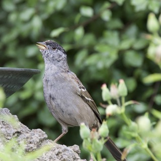 Gray Catbird Perched at Garden Birdbath