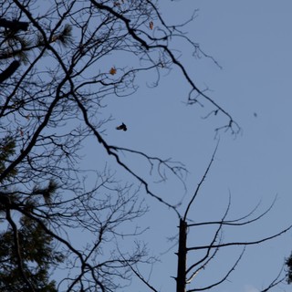 Butterfly in Flight Among Bare Winter Branches
