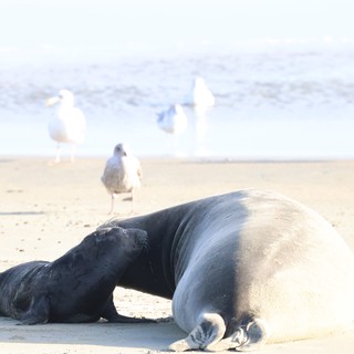 Elephant Seal Mother and Pup on Beach with Seagulls