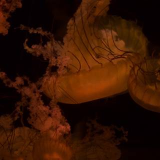 Illuminated Jellyfish in the Dark Sea
