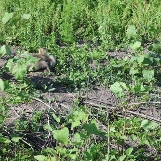 Ground Squirrels Foraging in Agricultural Field at Yolo Bypass