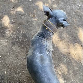 Gray Dog in Xochimilco