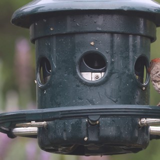 House Finch Perched on Garden Bird Feeder