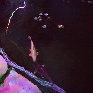 Nocturnal Mermaids: A Dance of Light and Water