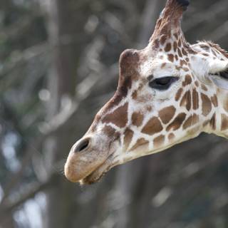 Majestic Giraffe at SF Zoo