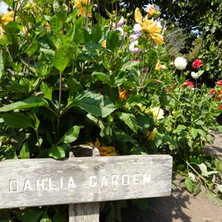 Welcome to the Dahlia Garden