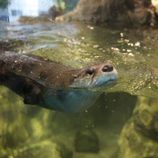 Otter Delight at Aquarium of the Bay