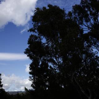 Majestic Eucalyptus in Napa Valley
